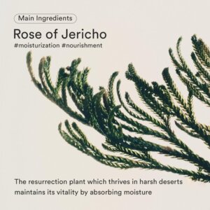Firming Drop Jericho Rose